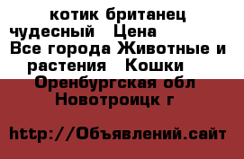 котик британец чудесный › Цена ­ 12 000 - Все города Животные и растения » Кошки   . Оренбургская обл.,Новотроицк г.